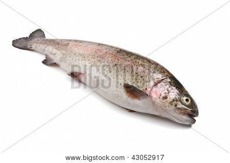 Rainbow Trout