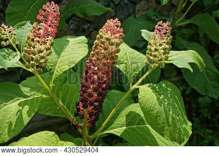 Long Decorative Stems Of Lakonos Plants With Black Small Berries And Flowers With Large Green Leaves
