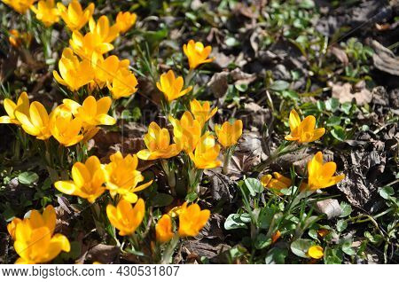 Crocus Flavus Golden Yellow Blooms In The Forest In March. Spring Primroses
