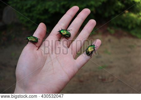 Large Green Flower Beetles On The Hand. Cetoniinae. Selective Focus.
