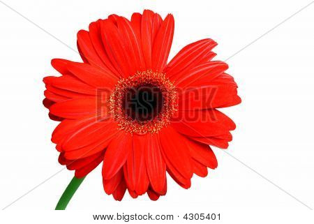 分離された赤いデイジーの花