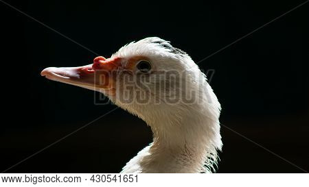 White duck standing close to the camera, domesticated wild animal, with sharp lighting and details. 