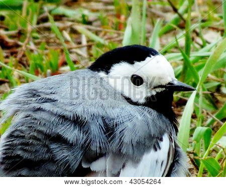 White Wagtail
