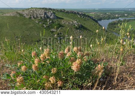 Astragalus Inflorescences Against The Background Of The Rocky Bank Of The Seversky Donets River Near