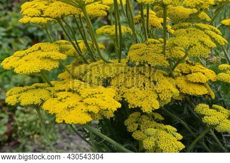 Bright Yellow Yarrow, Achillea Filipendulina Cloth Of Gold, Flowering In A Garden