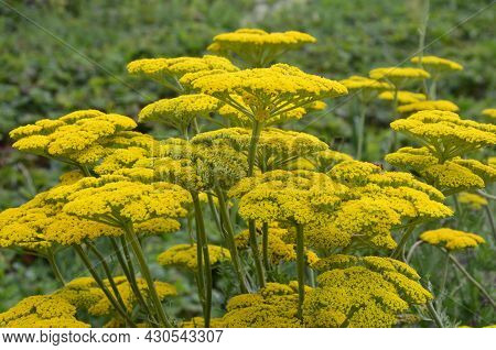 Bright Yellow Yarrow, Achillea Filipendulina Cloth Of Gold, Flowering In A Garden