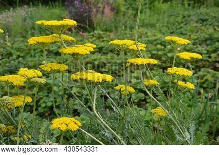 Bright Yellow Yarrow, Achillea Filipendulina Cloth Of Gold, Flowering In A Garden