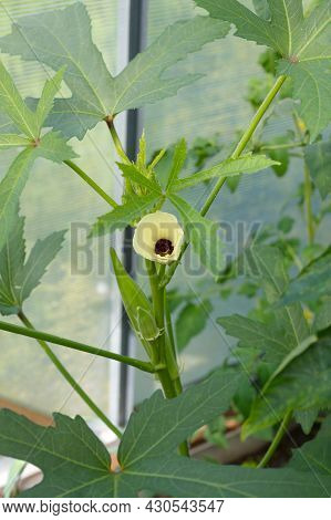 Abelmosch Edible, Or Okra (lat. Abelmoschus Esculentus) Blooms And Bears Fruit In A Greenhouse