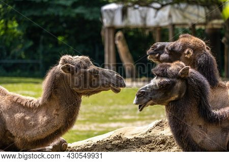 The Bactrian Camels, Camelus Bactrianus Is A Large, Even-toed Ungulate Native To The Steppes Of Cent