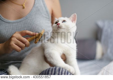 Woman Combing Cute White Cat British Shorthair Kitten With Brush And Enjoying. Cleaning The Coat Of 