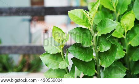 Zigzag Pattern Of Branch. Pedilanthus Tithymaloides. Detail Of Branch And Leaves Of Devil's Backbone