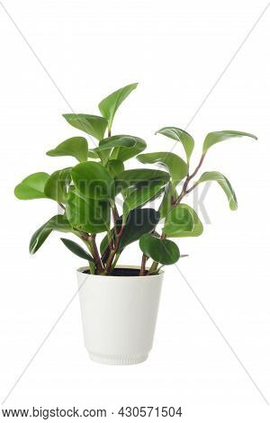 Isolated American Baby Rubber Plant Peperomia Obtusifolia In A Pot