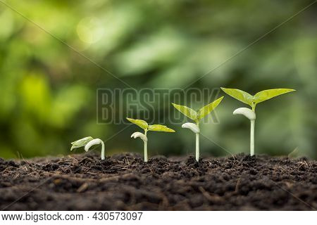 Small Trees Of Different Sizes Growing On Green Background Concept Of Caring For The Environment And