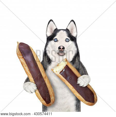 A Dog Husky Is Eating Chocolate Eclairs. White Background. Isolated.