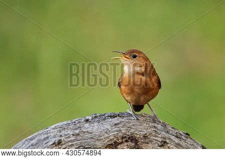 Antillean House Wren (troglodytes Martinicensis Grenadensis) Sitting On A Branch, Grenada. This Subs