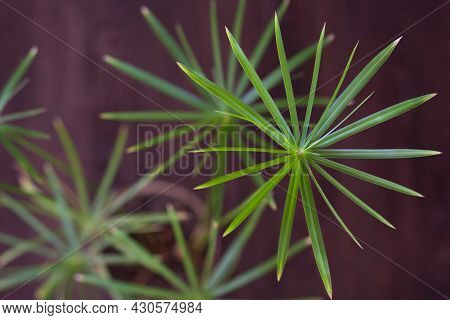Close Up Umbrellas Of Cyperus Plant On Black Background