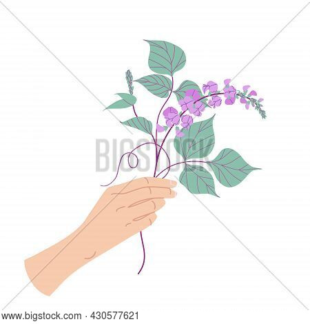 Female Hand Holding Blooming Dolichos Bunch. Simple Woman Hand With Purple Decorative Twisted Legume