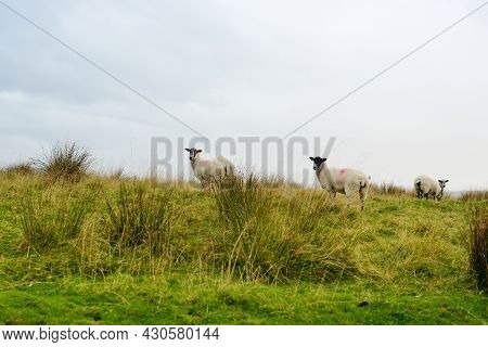 Sheep Grazing Between Limestone Fences On Endless Green Lush Pastures In Yorkshire Dales National Pa