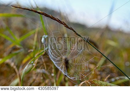 Dew On A Cobweb Early Morning In August