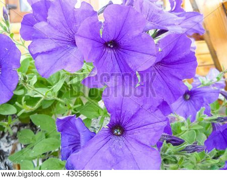 Purple Bell Flowers On The Flower Bed Bloom In The Summer.