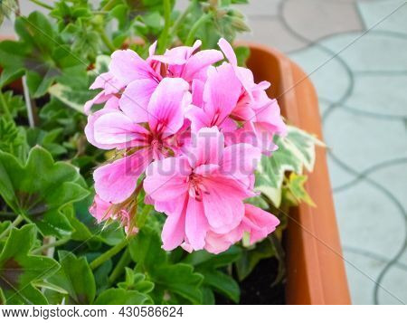 Flowering Pink Geranium. Geranium Houseplant Flowering Pink Geranium. Geranium Houseplant