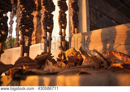 Autumn Fall Leaves In Golden Sun Light At Sunset.