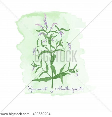 Composition With Colored Mentha Spicata. Spearmint Herb Placed On The Watercolor Texture. Colorful B