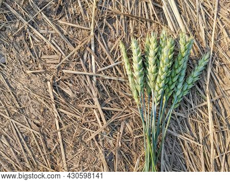 Green Ears Of Wheat In A Bouquet Against A Background Of Dry Land And Straw In The Sun At Sunset.