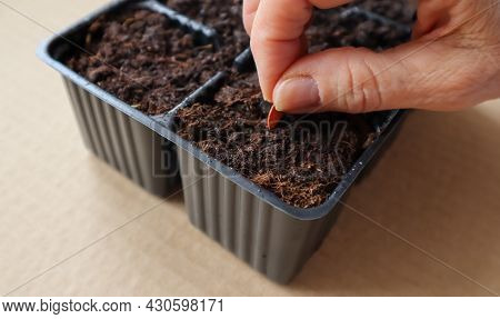 Planting Seeds In The Ground For Growing Sprouts With Hands Close-up
