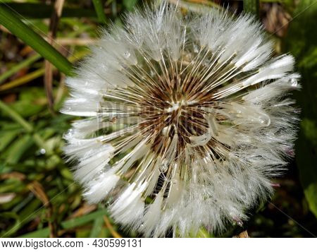 Head Of Common Dandelion (cankerwort, Irish Daisy, Dandelion, Milk-witch Gowan, Yellow Gowan, Lion's