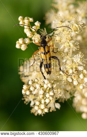 Spotted Longhorn (rutpela Maculata) Beetle