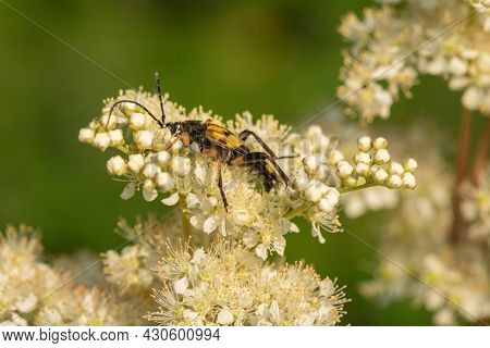 Spotted Longhorn (rutpela Maculata) Beetle