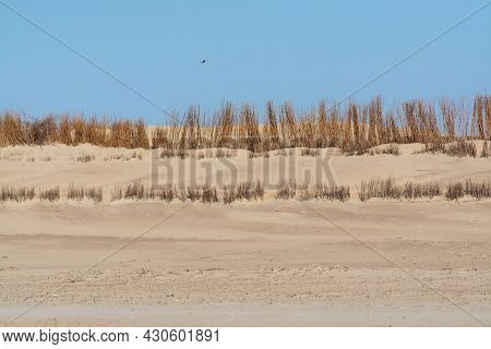 View On White Sandy  Dunes North Sea Beach In Renesse, Zeeland, Netherlands