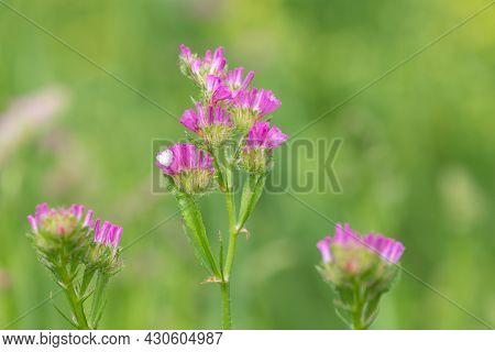 Wavyleaf Sea Lavender (limonium Sinuatum) Flowers