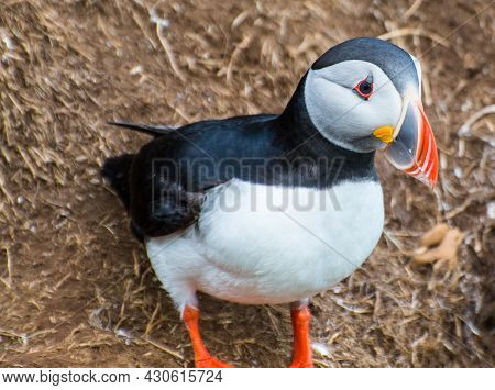 Puffin In The Beautiful Countryside Nature Of Hafnarholmi In Borgarfjordur Eystri In Iceland
