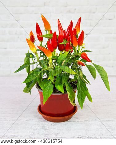 Capsicum Plant With Red Miniature Pepper Fruits In A Clay Pot On A White Background Of A Brick Wall.