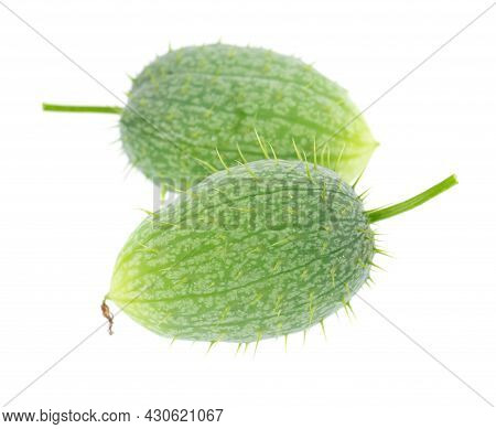 Ecballium Isolated On White Background. Ecballium Elaterium Or Wild Cucumber Pods.