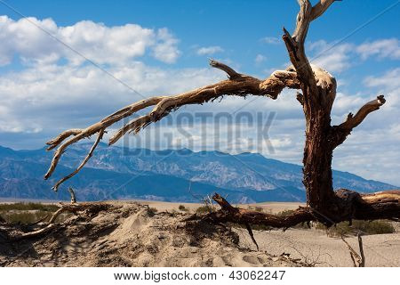 Træ i Death Valley