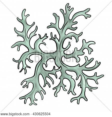 Drawing Oakmoss Isolated At White Background, Evernia Prunastri, Hand Drawn Illustration