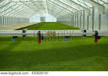 A Greenhouse For Growing Plants And Trees. Irrigation Technology In The Greenhouse.