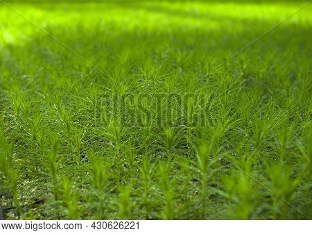 Green Seedlings Of Coniferous Trees. A Greenhouse For Growing Plants And Trees.