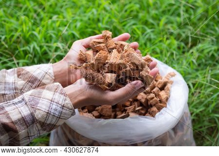 Hand Farmer Holding Husk Coconut Or Coconut Spathe Fiber Natural For Fertilize Orgarnic Plant Tree. 