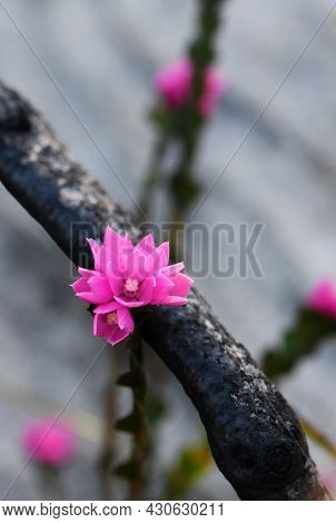 Pink Flowers Of The Native Rose, Boronia Serrulata, Growing Amongst Burnt Blackened Tree Branches. T