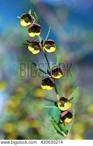 Brown And Yellow Fragrant Flowers Of Boronia Megastigma, Family Rutaceae. Small Shrub Native To Sout