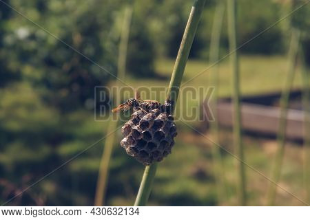 Wasp Building A Nest Close Up Stock Photography. Vespula Insect Sitting On The Vespiary Hive And Wav