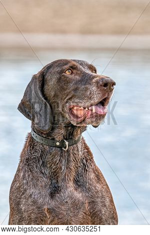 Detailed German Shorthaired Pointer Head, Gsp Dog Sits On The Beach Of A Lake During A Summer Day. H
