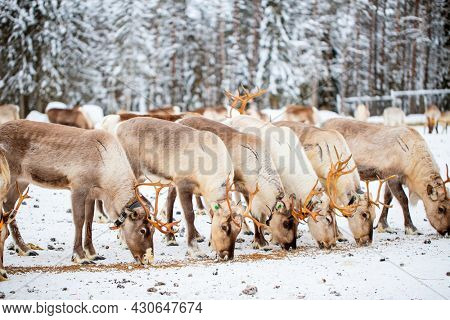 Herd of reindeer on farm in Lapland Finland on winter day