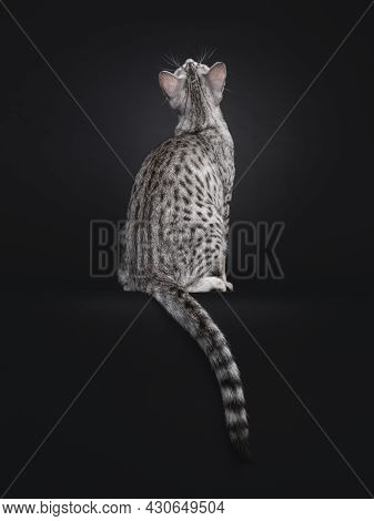 Excellent Egyptian Mau Cat, Sitting Backwards On Edge. Looking Up And Tail Hanging Over Edge Showing