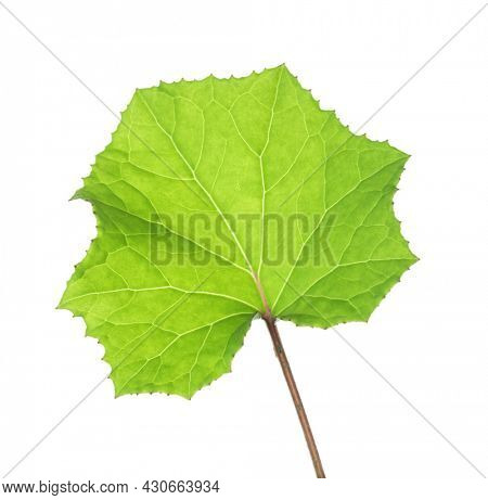 Fresh green Coltsfoot leaf isolated on white background. Leaf adaxial side