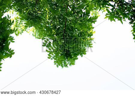 Unripe Light Green Mahagoni Leaves On White Background For Spring-summer Natural Day